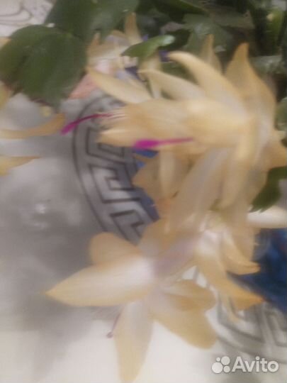 Декабрист/рипсадолис