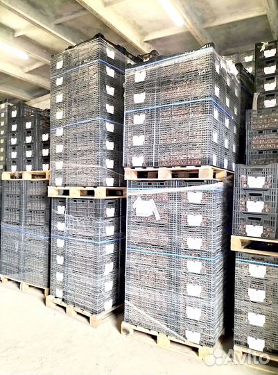 Луковицы тюльпанов махровые