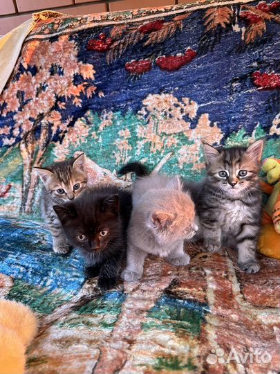 Котята в дар