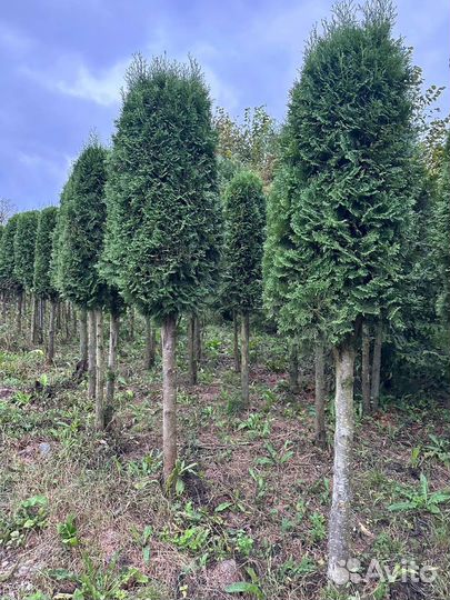Туя колумна на штамбе 3м Эксклюзив цена за дерево