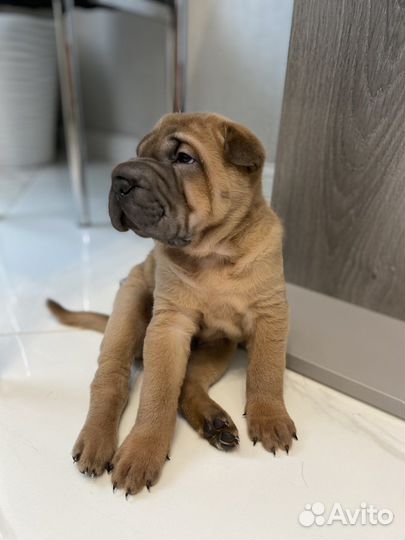 Шарпей щенок