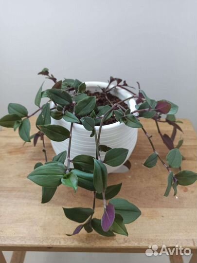 Традесканции