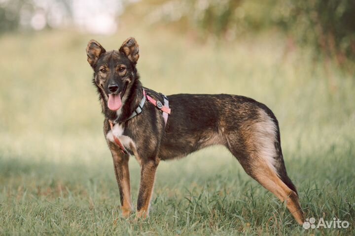 Собака милашка хочет домой