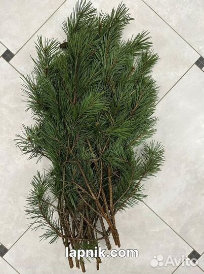 Лапник укрывной