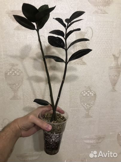 Замиокулькас черный равен