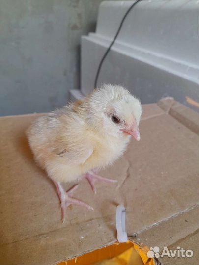 Вывод цыплят
