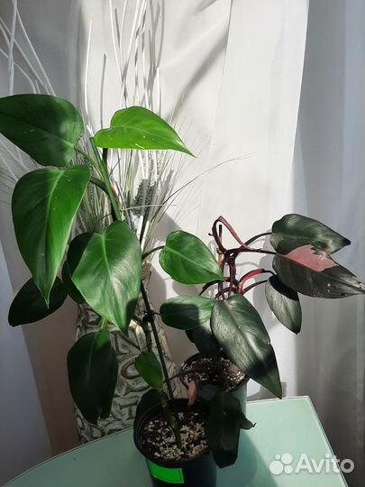 Филодендрон розовая принцесса