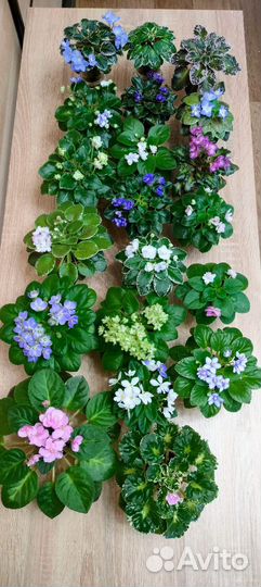 Сортовые фиалки мини и полумини