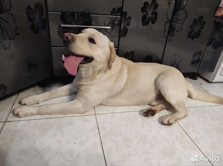 Вязка лабрадор