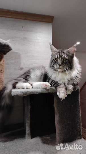 Мейн-кун вязка