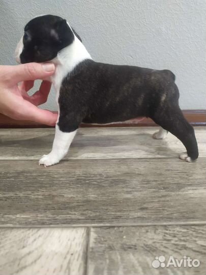 Щенки бостон терьер