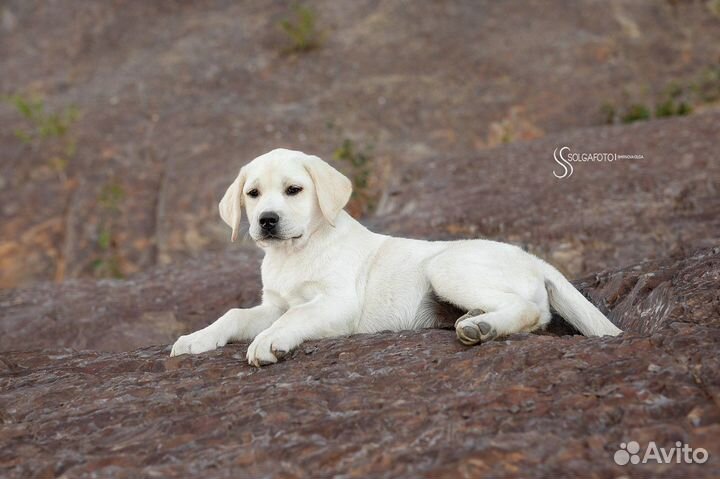 Лабрадор ретривер