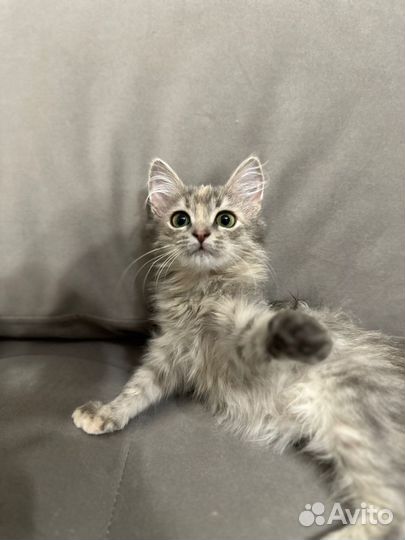 Котята ищут дом