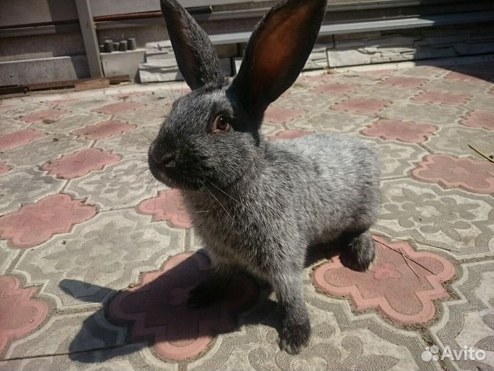 Полтавское Серебро