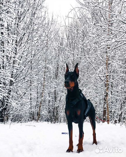 Доберман для вязки