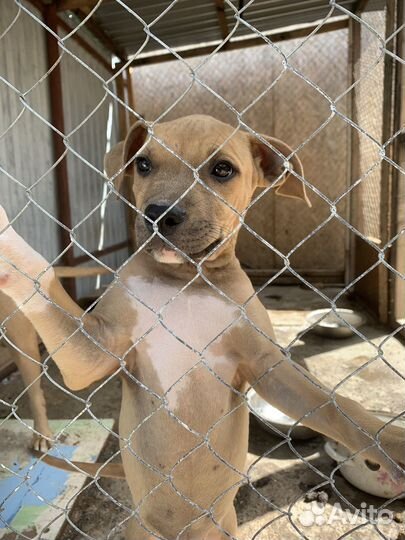 Щенок Амстафф