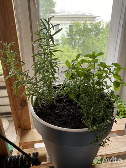 Пряные травы в горшках