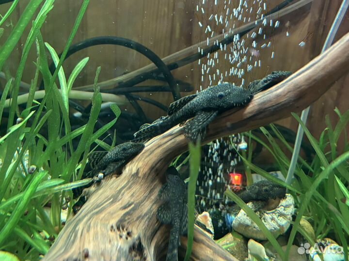 Сомики анциструсы