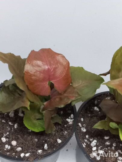 Сингониум Purple Beauty