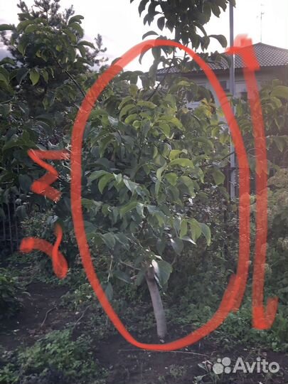 Грецкий орех дерево