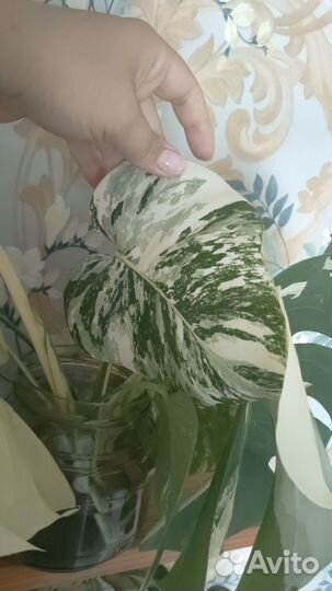 Монстера вариегатная альба