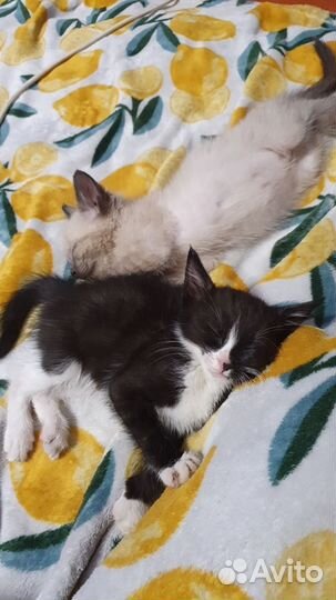 Котята в добрые руки