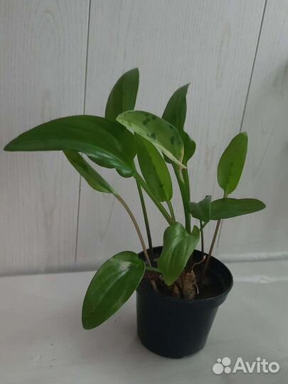 Дримиопсис