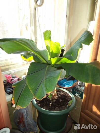 Банан комнатный musa-tropicana