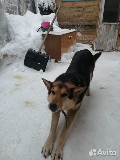 Восточноевропейская овчарка