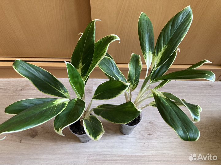 Аглонема Йок Канхана