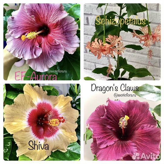 Шикарные гибискусы