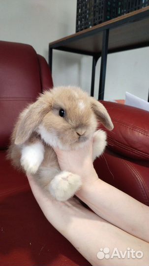 Декоративные крольчата вислоухие