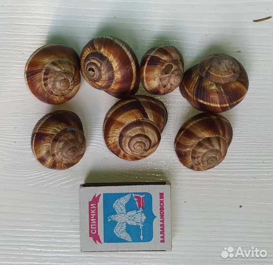 Каштаны, жёлуди, ракушки