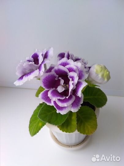 Детка махровой глоксинии