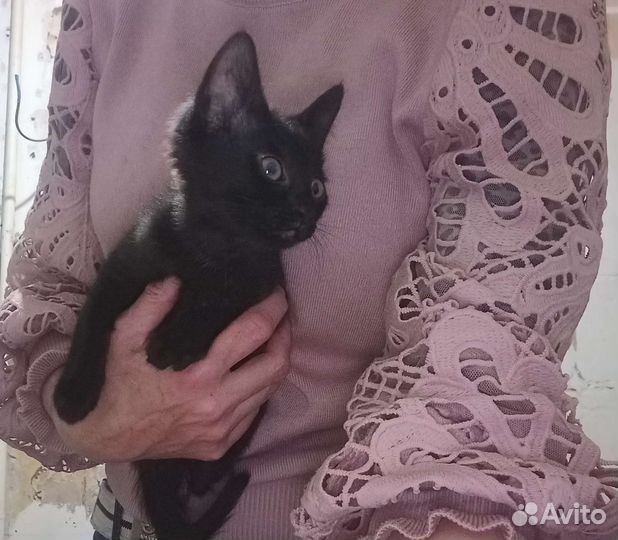 Котëнок чëрный