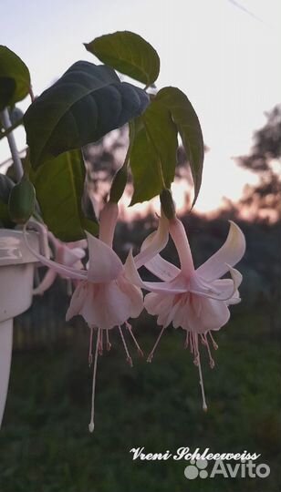 Черенки фуксий