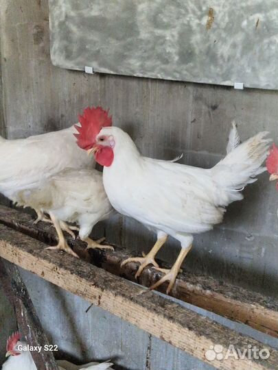 Петух Леггорн