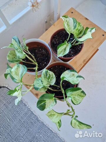 Комнатные растения