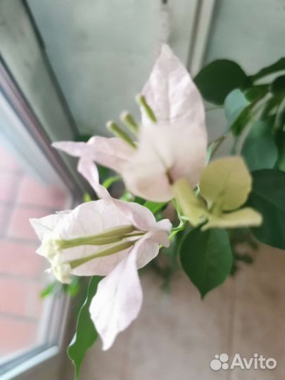 Бугенвиллия