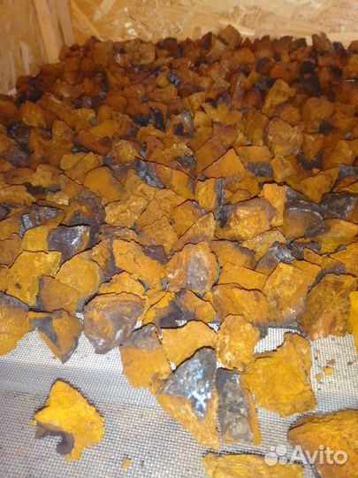 Чага березовая от сборщика