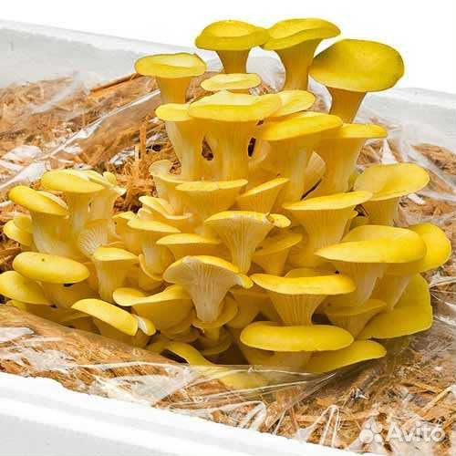 Вешенка лимонная