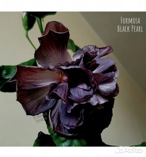 Formoza black pearl сортовой гибискус