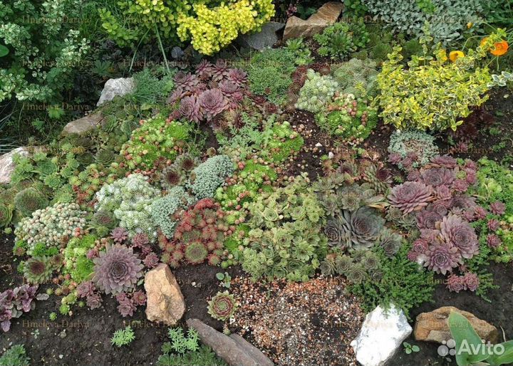 Многолетние растения для сада