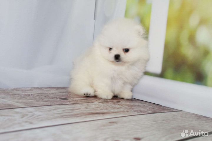 Померанский шпиц mini мальчики