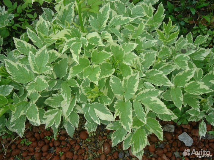 Многолетние растения