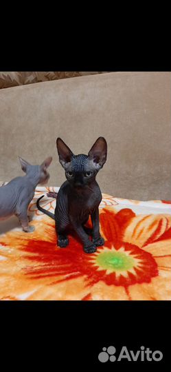 Канадский сфинкс котята
