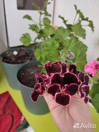 Пеларгония герань сортовая зональная королевская