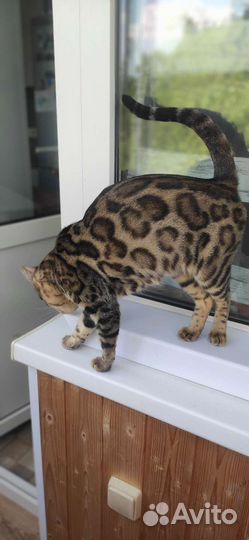Бенгальская кошка