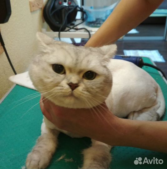 Стрижка кошек Кемерово