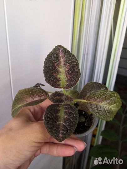 Комнатные растения